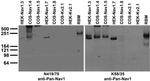 Pan-Nav1 Sodium Channel Monoclonal Antibody (N419/78)