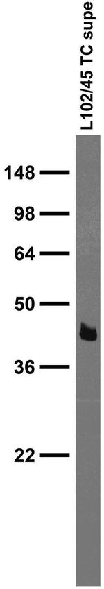 SynDIG4 Antibody in Western Blot (WB)