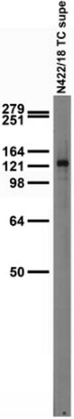 GluN2C/NR2C Antibody in Western Blot (WB)