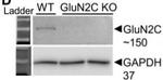 GluN2C/NR2C Antibody in Western Blot (WB)