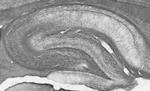 MOG Antibody in Immunohistochemistry (Frozen) (IHC (F))