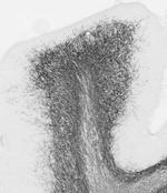 MOG Antibody in Immunohistochemistry (Frozen) (IHC (F))