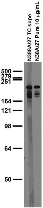 Ankyrin-R/G Antibody in Western Blot (WB)