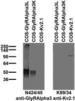 Glycine Receptor Alpha3 Monoclonal Antibody (N424/45)