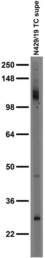 ANO6/TMEM16F Antibody in Western Blot (WB)
