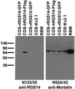 RGS14 Antibody in Western Blot (WB)