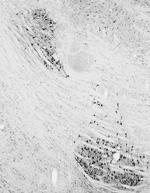 VaChT Monoclonal Antibody (N425/45)