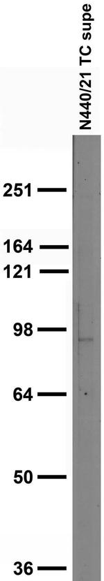 VMAT1 Antibody in Western Blot (WB)