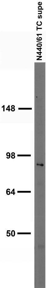 VMAT1 Antibody in Western Blot (WB)