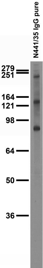 ADAM11 Antibody in Western Blot (WB)