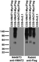 Slc18a2/VMAT2 Antibody in Western Blot (WB)