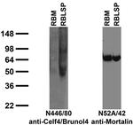 Celf4/Brunol4 Antibody in Western Blot (WB)