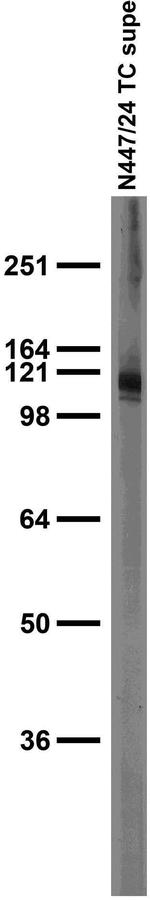 Kv11.3 Potassium Channel Monoclonal Antibody (N447/24)