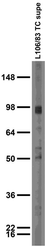 Gephyrin Antibody in Western Blot (WB)