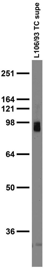 Gephyrin Antibody in Western Blot (WB)