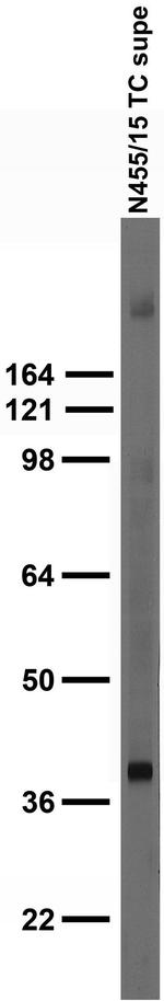 Kir3.3 Monoclonal Antibody (N455/15)