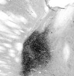 VIP Antibody in Immunohistochemistry (Frozen) (IHC (F))