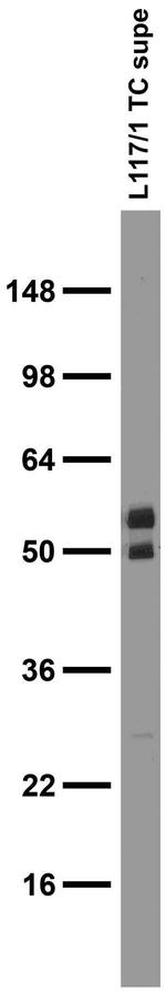 IRSp53/BAIAP2 Antibody in Western Blot (WB)