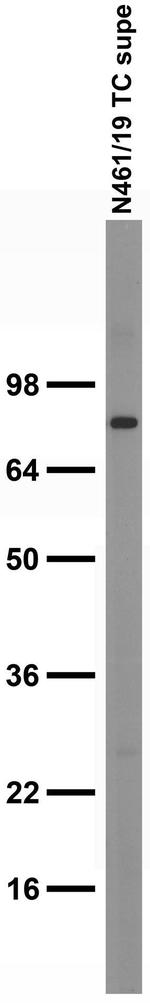 Kv9.1 Antibody in Western Blot (WB)