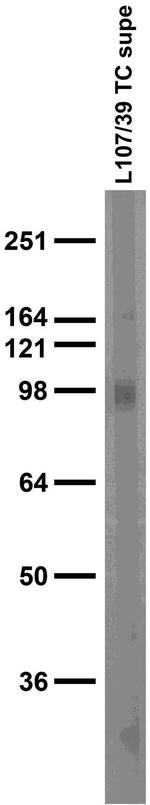 Neuroligin-2 Antibody in Western Blot (WB)