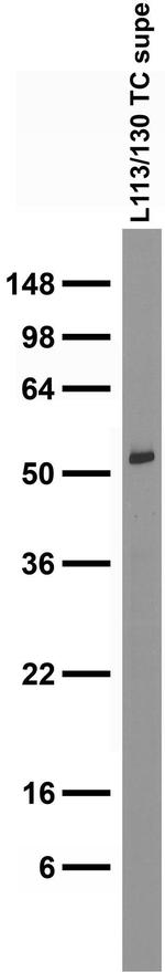 Homer1 Antibody in Western Blot (WB)