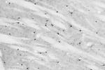 Parvalbumin Antibody in Immunohistochemistry (Frozen) (IHC (F))