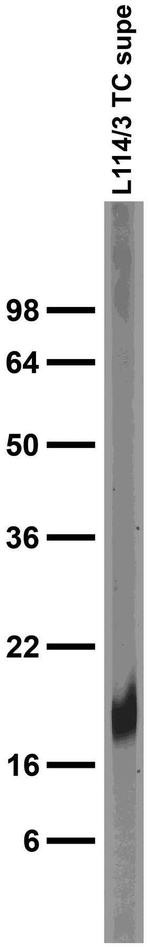Parvalbumin Antibody in Western Blot (WB)