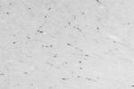 Neuropeptide Y Antibody in Immunohistochemistry (Frozen) (IHC (F))