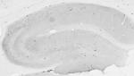 Neuropeptide Y Antibody in Immunohistochemistry (Frozen) (IHC (F))