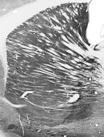 VGAT Antibody in Immunohistochemistry (Frozen) (IHC (F))