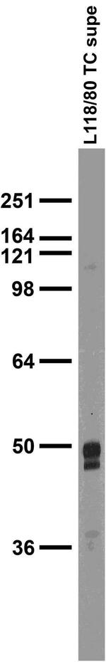 VGAT Antibody in Western Blot (WB)