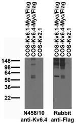 Kv6.4 Potassium Channel Antibody in Western Blot (WB)