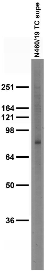 Kv9.2 Antibody in Western Blot (WB)