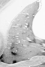 NPY2R Antibody in Immunohistochemistry (Frozen) (IHC (F))