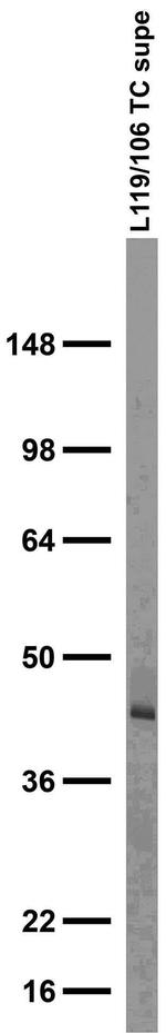 NPY2R Antibody in Western Blot (WB)