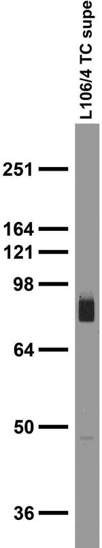 Gephyrin Antibody in Western Blot (WB)
