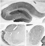 SAPAP1 Antibody in Immunohistochemistry (Frozen) (IHC (F))