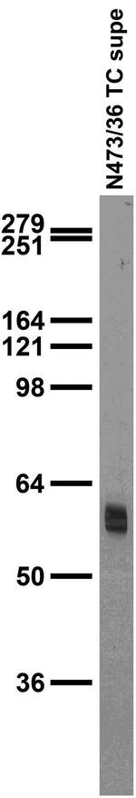 Cav beta 3 Calcium Channel Antibody in Western Blot (WB)