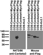 Cav beta 3 Calcium Channel Antibody in Western Blot (WB)