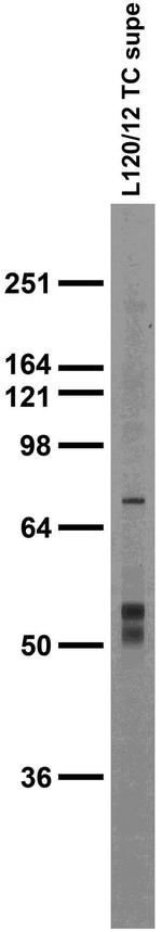 Collybistin Antibody in Western Blot (WB)