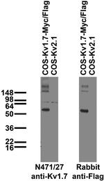 Kv1.7 Monoclonal Antibody (N471/27)