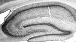 Parvalbumin Antibody in Immunohistochemistry (Frozen) (IHC (F))