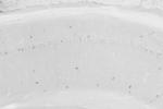nNOS/NOS1 Antibody in Immunohistochemistry (Frozen) (IHC (F))