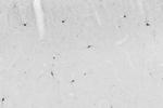 nNOS/NOS1 Antibody in Immunohistochemistry (Frozen) (IHC (F))