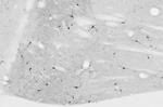 nNOS/NOS1 Antibody in Immunohistochemistry (Frozen) (IHC (F))