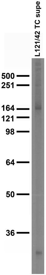 nNOS/NOS1 Antibody in Western Blot (WB)