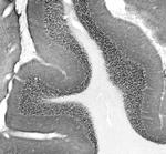 Collybistin Antibody in Immunohistochemistry (Frozen) (IHC (F))
