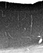 Collybistin Antibody in Immunohistochemistry (Frozen) (IHC (F))