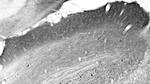Collybistin Antibody in Immunohistochemistry (Frozen) (IHC (F))