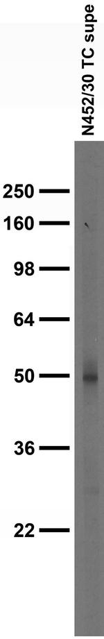GABA-A-R-Gamma2L/S Antibody in Western Blot (WB)
